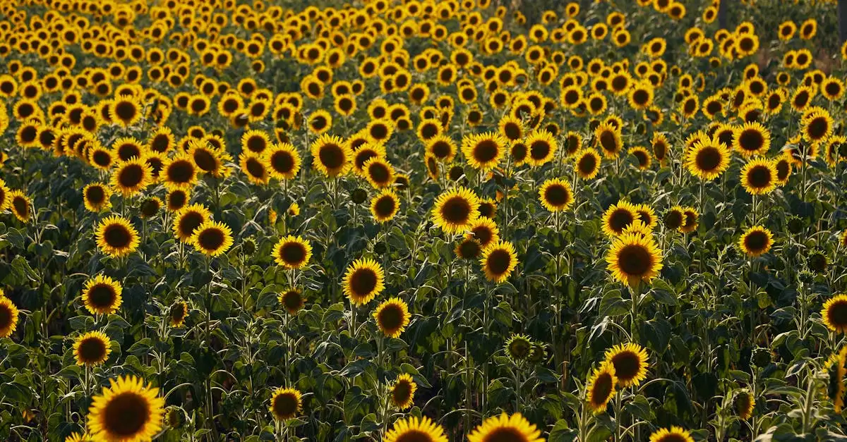 Qui sont les stars du film Les Tournesols ?