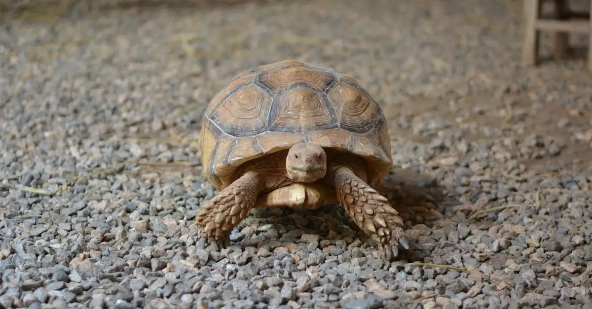 Comment la tortue des Galápagos adapte-t-elle sa carapace ?