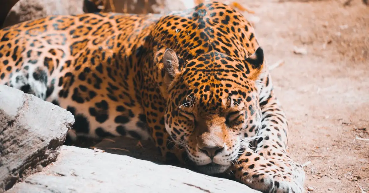 Comment les forêts tropicales façonnent-elles la diversité animale ?