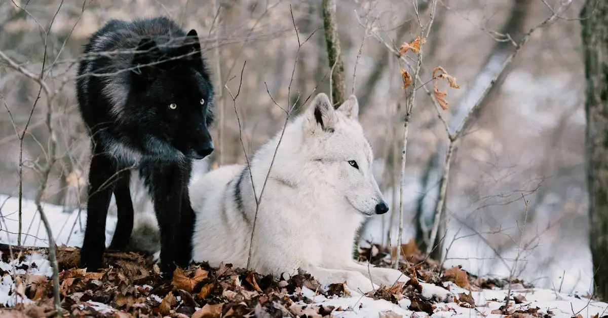 Comment les loups ont-ils donné naissance aux races de chiens ?