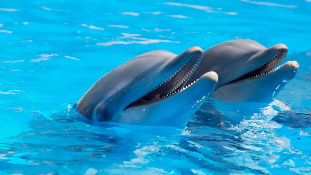Les dauphins s'appellent-ils vraiment par leur nom ?