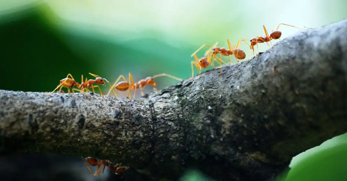 Les insectes peuvent-ils vraiment collaborer comme les abeilles ?