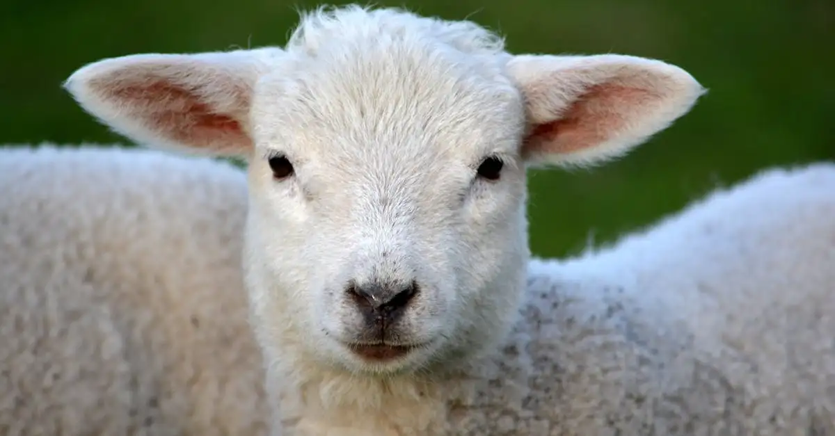 Les moutons peuvent-ils reconnaître des visages humains ?