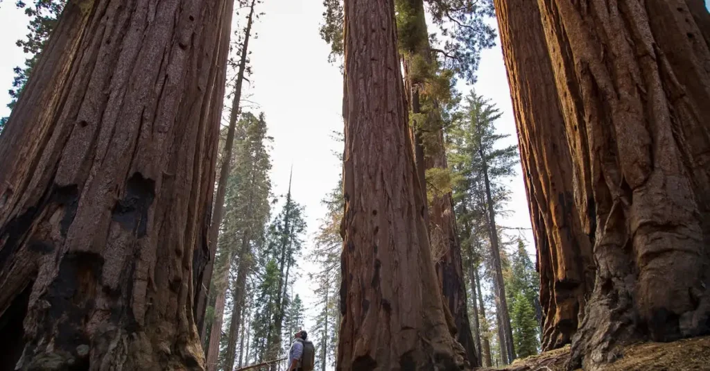 Où découvrir les célèbres forêts de séquoias aux USA ?