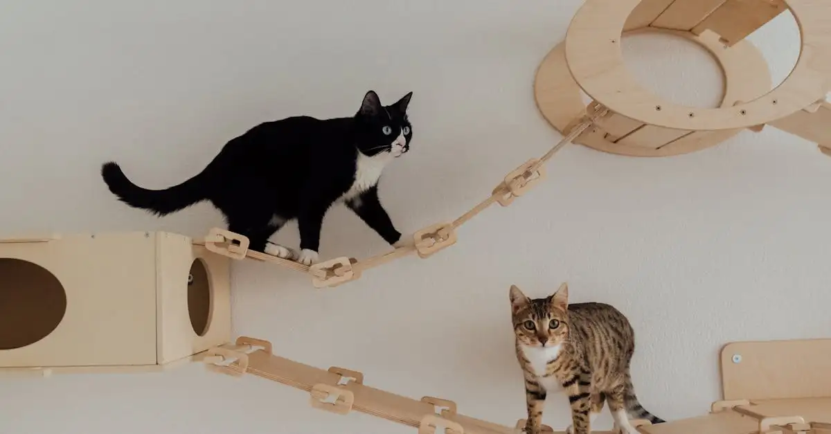 Pourquoi les chats sont-ils si doués en escalade ?