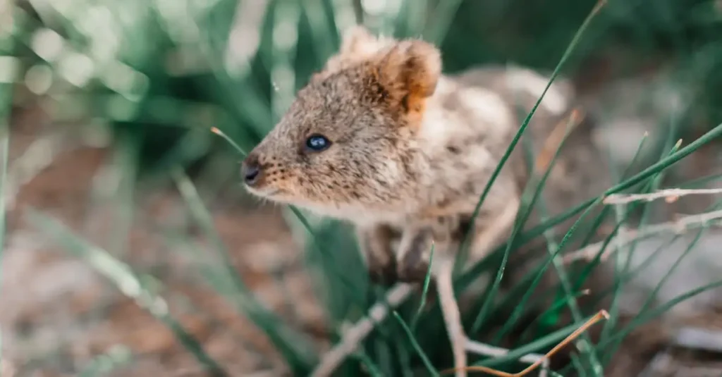 Pourquoi les quokkas sont-ils emblématiques de Rottnest ?