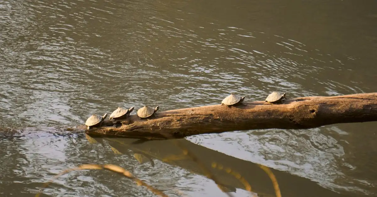 Quel est le parc national de South Luangwa en Zambie ?