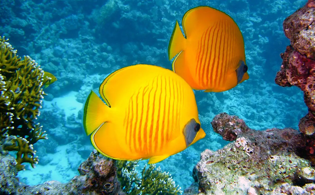 Quel rôle jouent les poissons dans la mythologie côtière ?