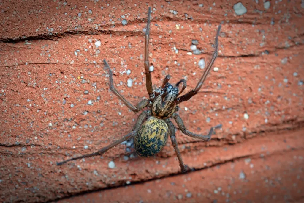 Qui est Arachne et quel sort lui a été réservé ?