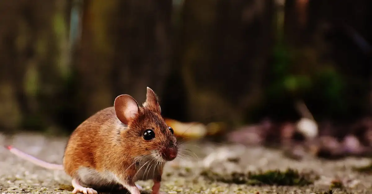 Comment éviter que les souris passent par des petits trous ?