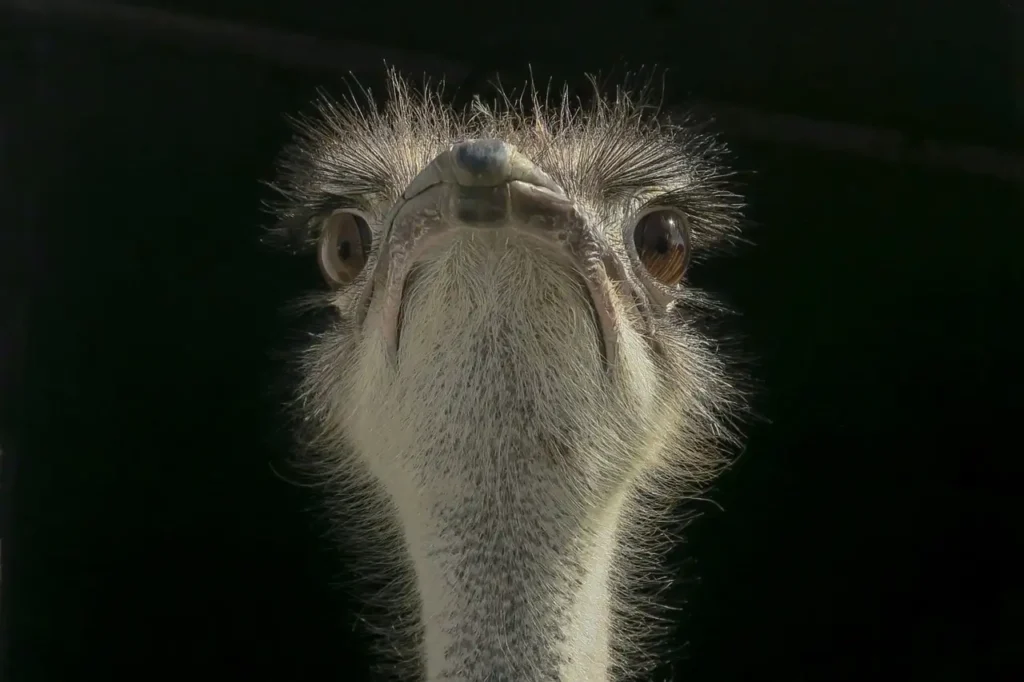 Comment la forme du bec aide-t-elle les oiseaux à se nourrir ?