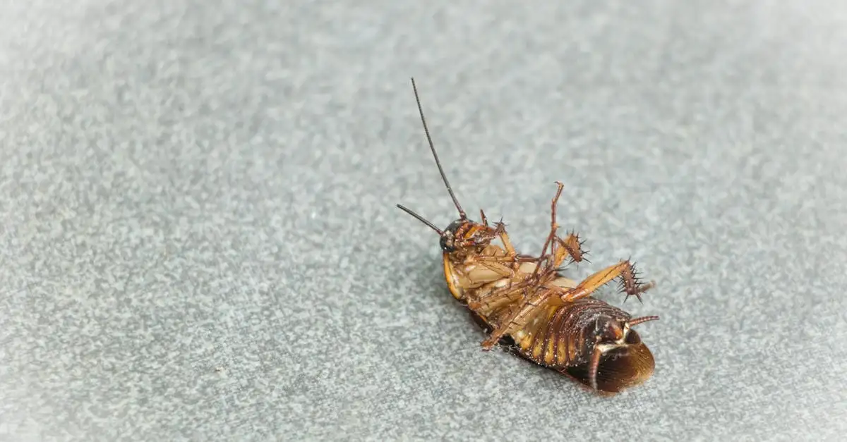 Comment l'eau d'ail repousse-t-elle les insectes au jardin ?