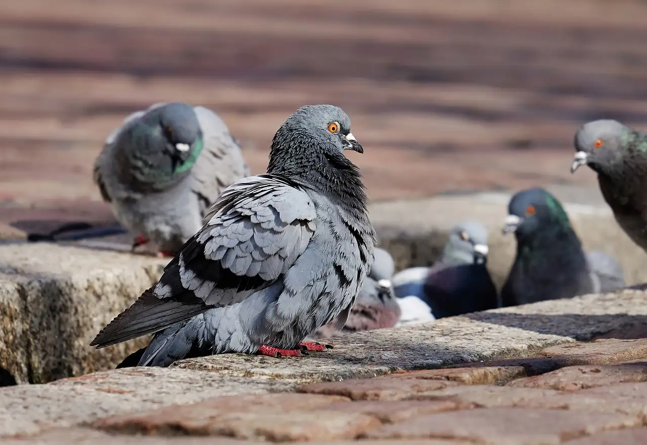 Comment les pigeons retrouvent-ils toujours leur chemin ?