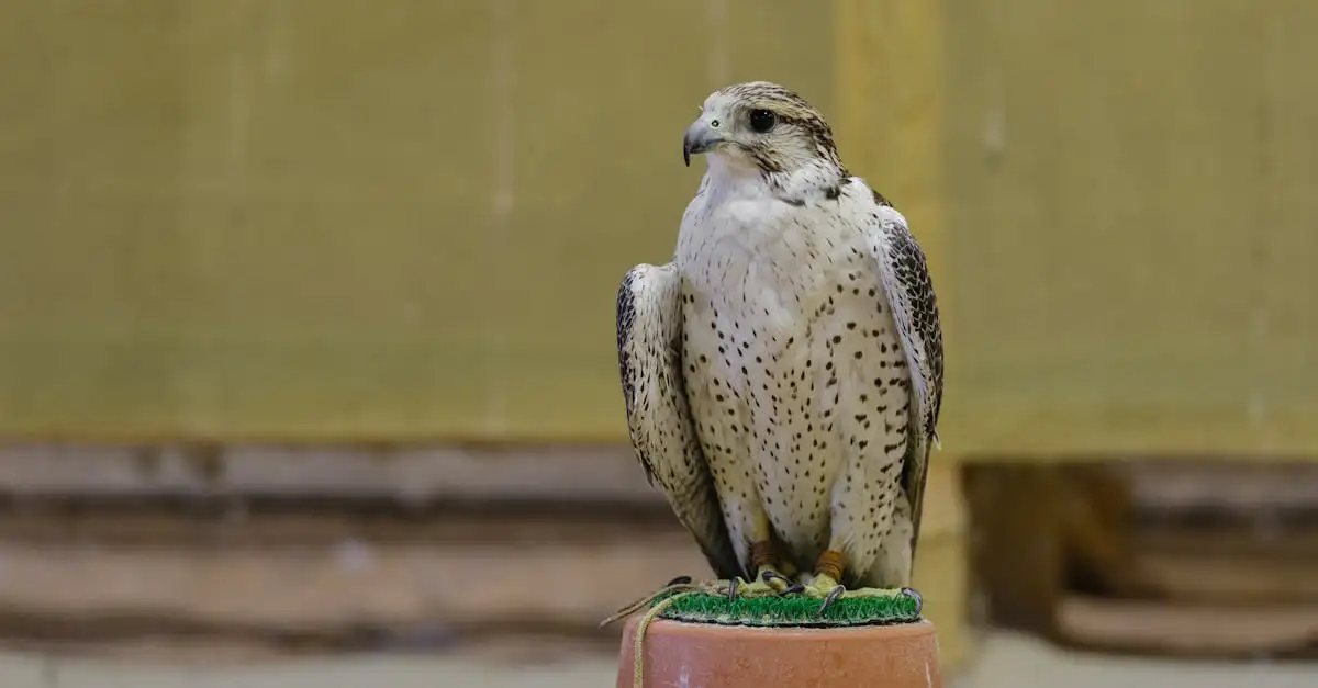 Comment l'homme a-t-il pratiqué la fauconnerie avec les oiseaux ?