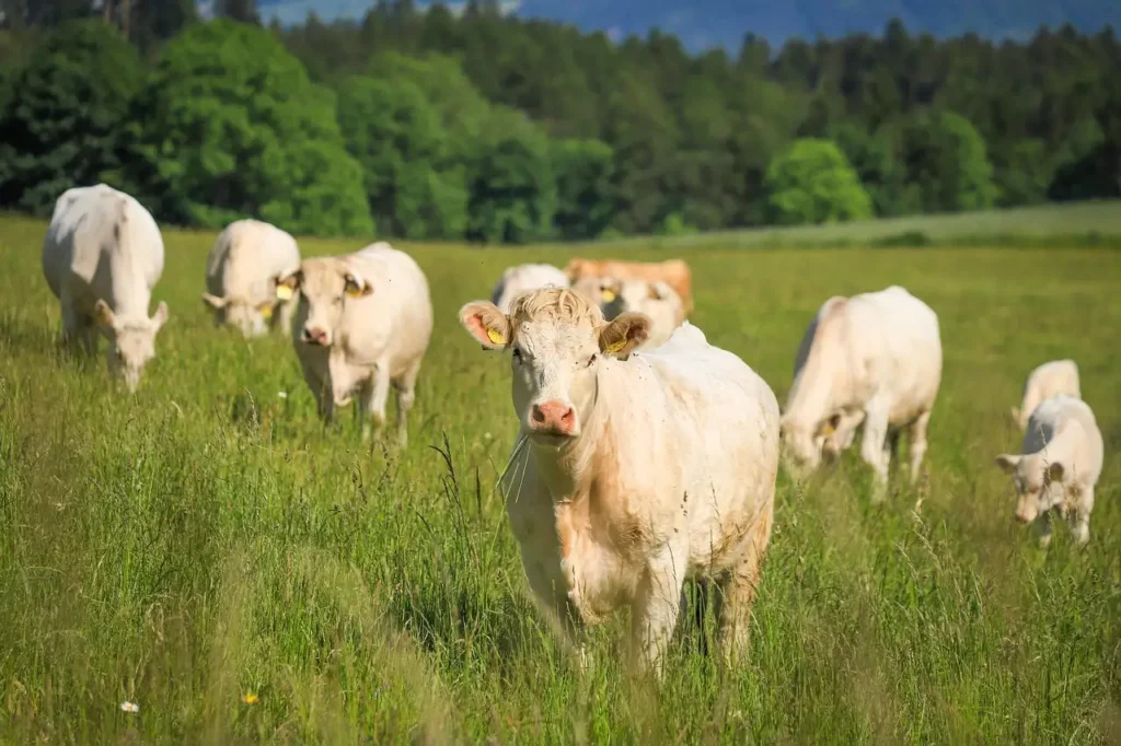 Les vaches se reconnaissent-elles entre elles ? Découvrez !