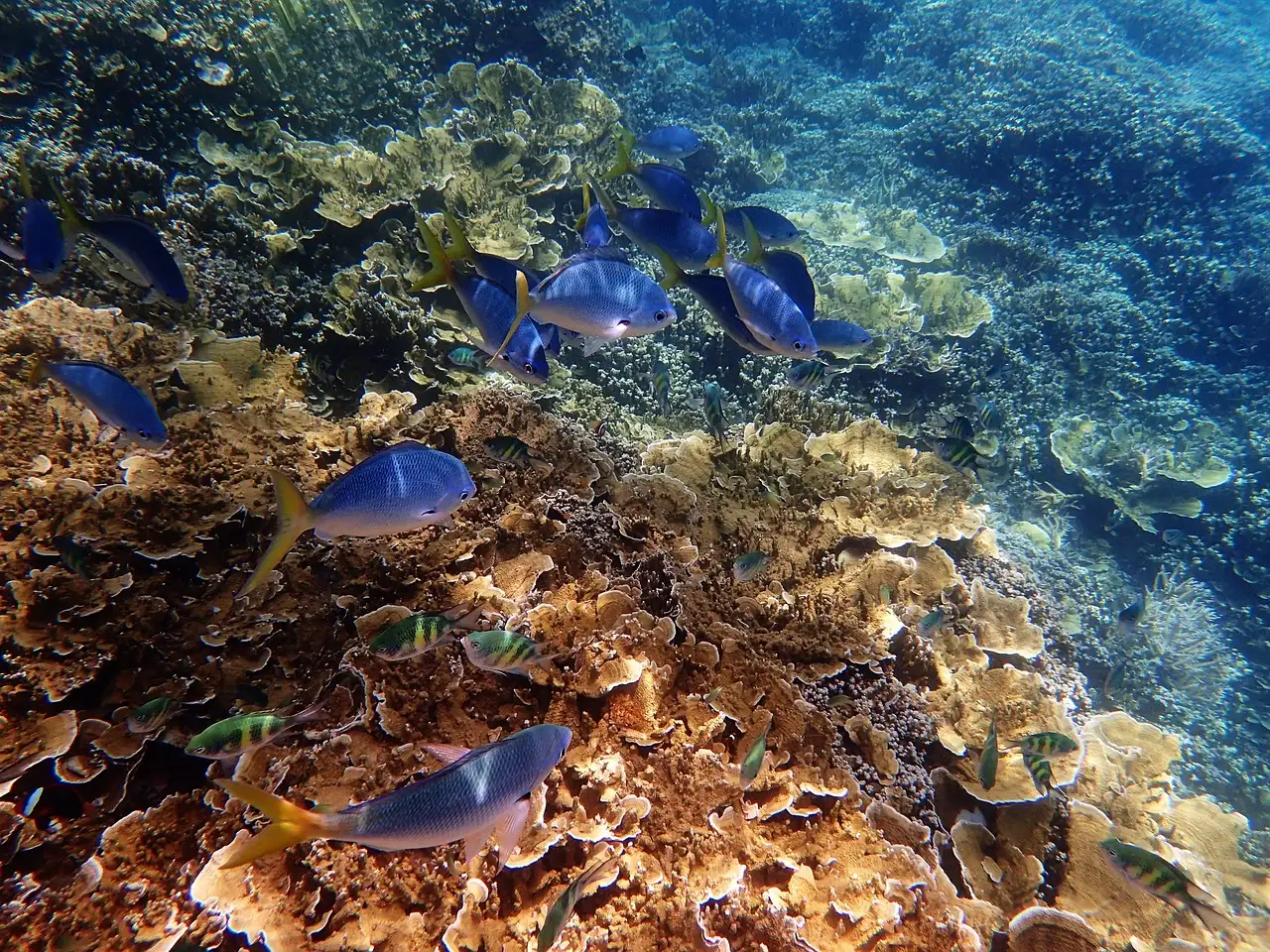 Pourquoi la Grande Barrière de Corail rétrécit-elle ?