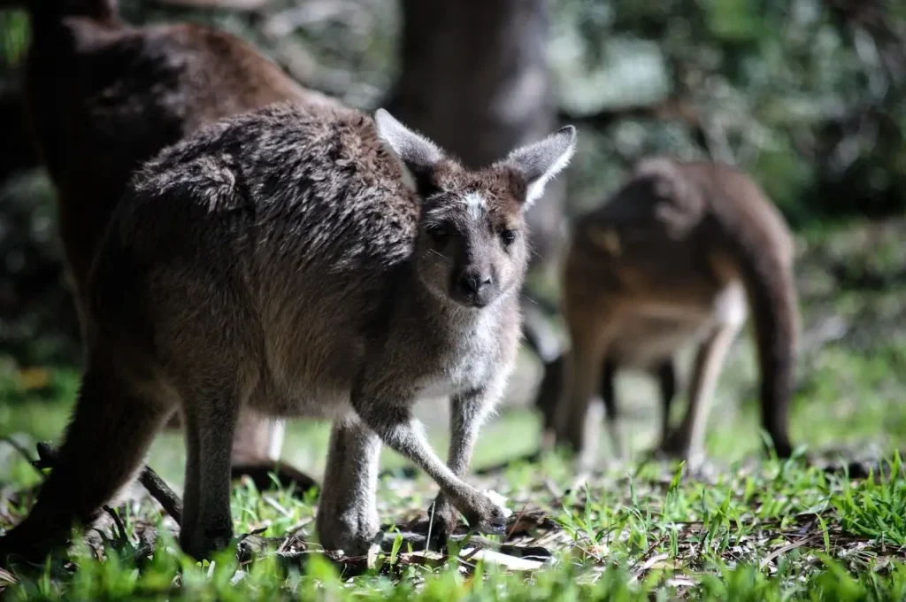 Pourquoi la puissance de saut des kangourous est-elle unique ?