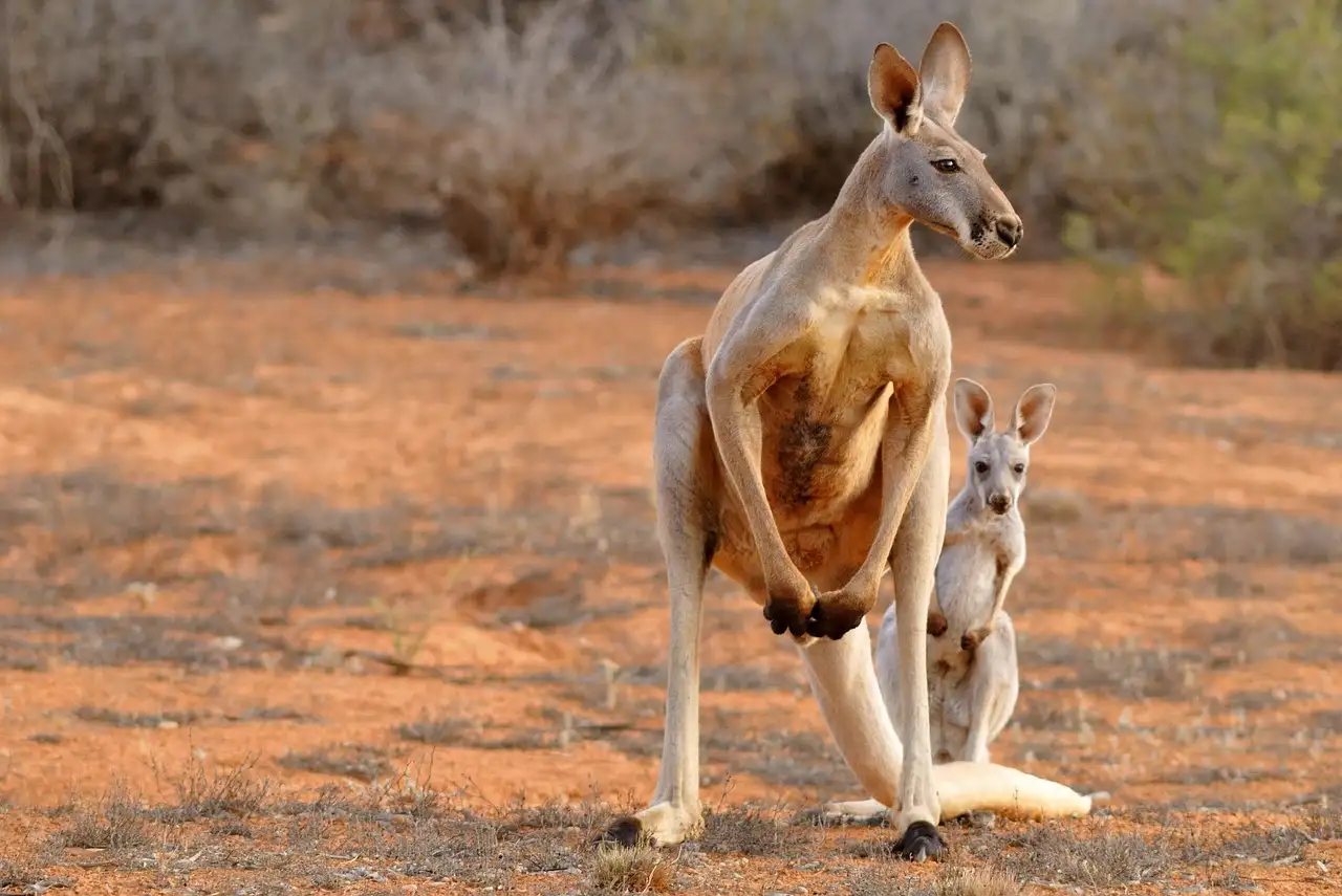 Pourquoi la puissance de saut des kangourous est-elle unique ?