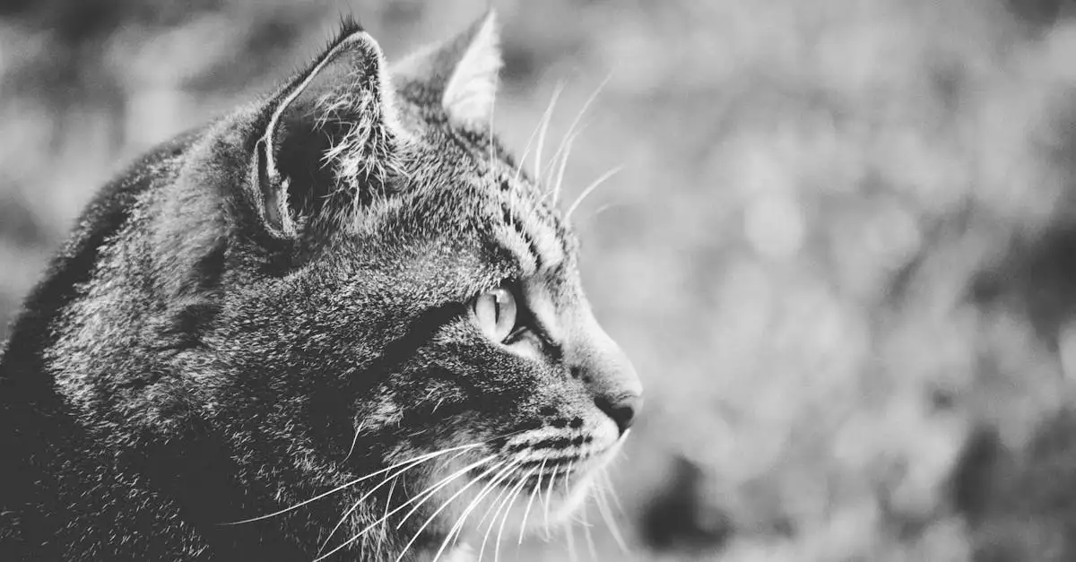 Quel est le nom scientifique du chat domestique ?