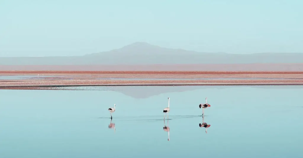 Quels oiseaux forment de grandes colonies comme les flamants ?