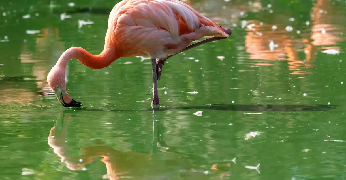 Quels oiseaux forment de grandes colonies comme les flamants ?