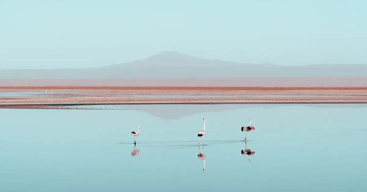 Quels oiseaux forment de grandes colonies comme les flamants ?