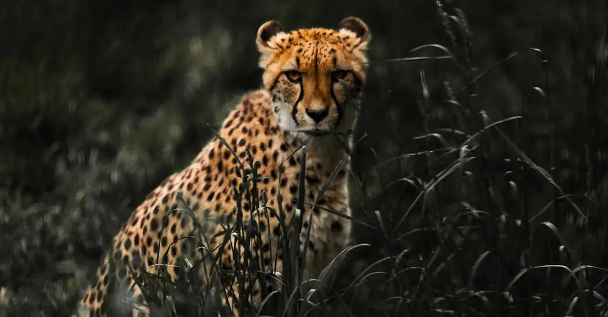 Comment le camouflage aide-t-il les animaux à survivre ?