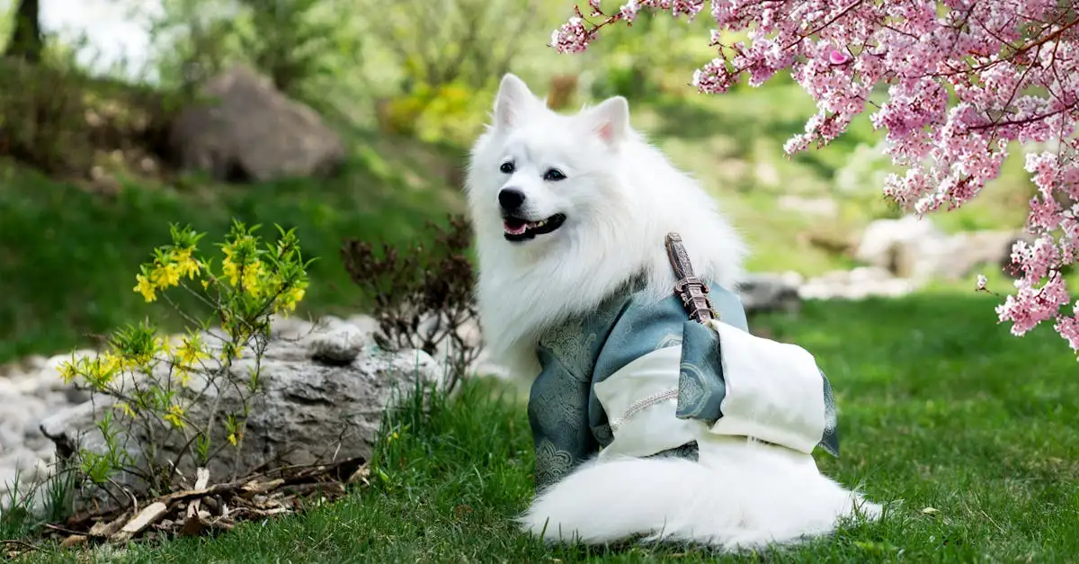 Comment les chiens enrichissent-ils le folklore et les contes ?