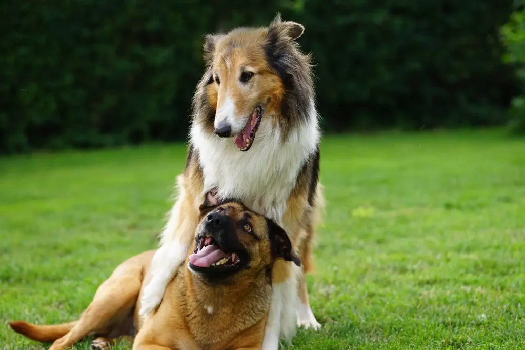 Comment les chiens perçoivent-ils nos émotions humaines ?
