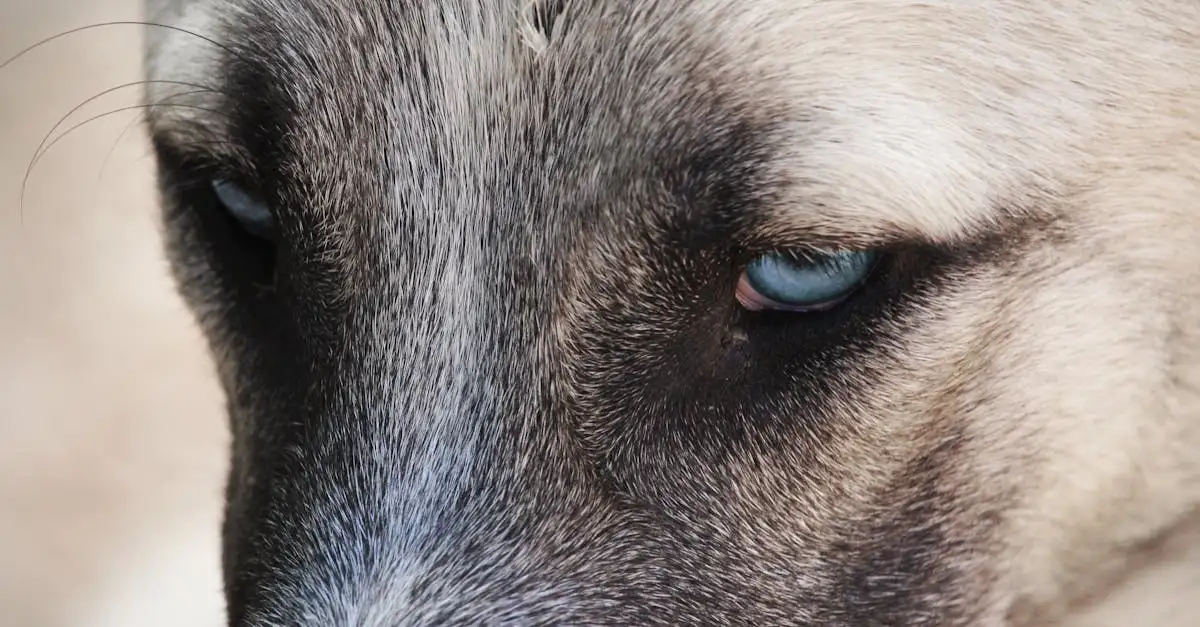 Comment les chiens perçoivent-ils nos émotions humaines ?