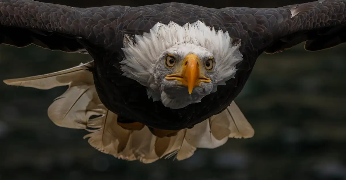 Comment un aigle chasse-t-il sa proie avec succès ?