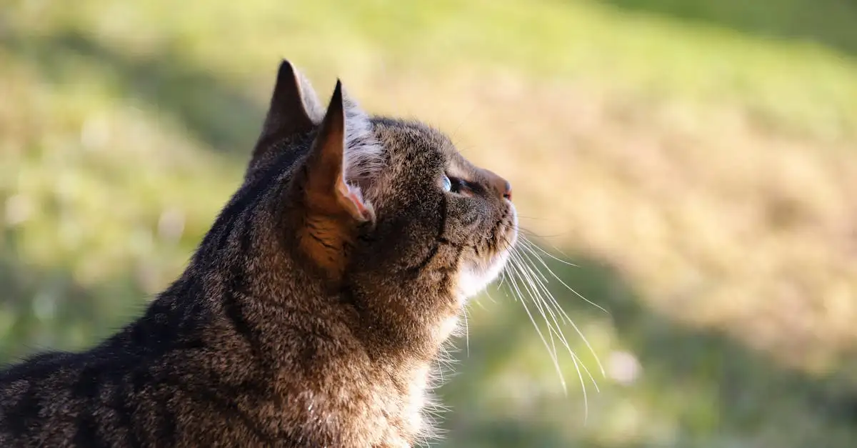 Quelle est la durée des chaleurs chez le chat mâle ?