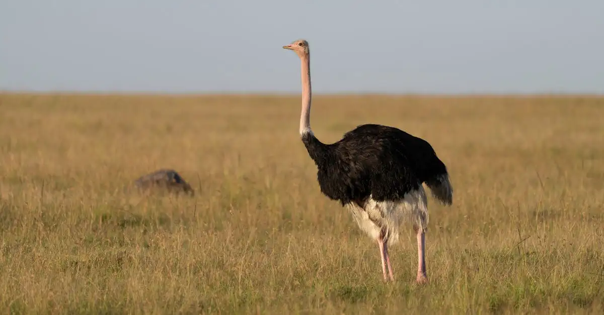Quelle est la ville du Kenya pour accéder aux parcs safari ?