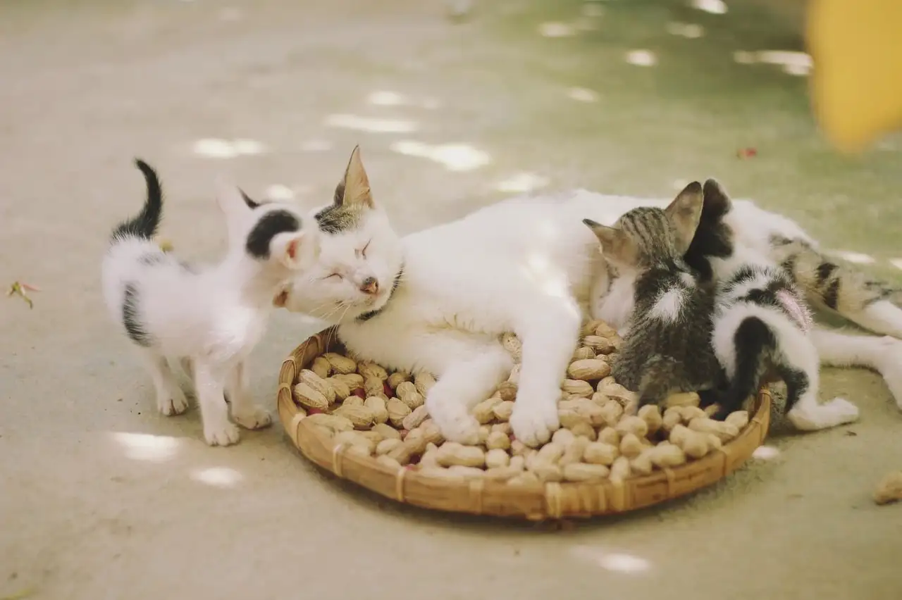 Quelle est l'origine animale des chats domestiques ?