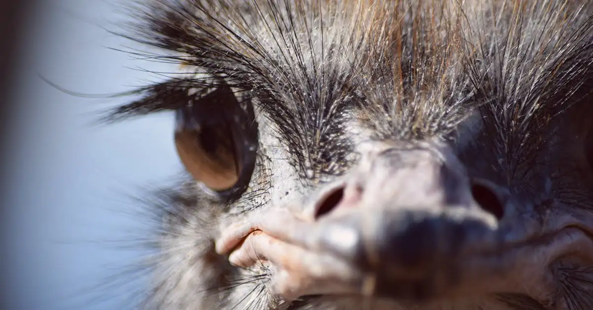 Quelles caractéristiques des dinosaures les oiseaux ont-ils ?