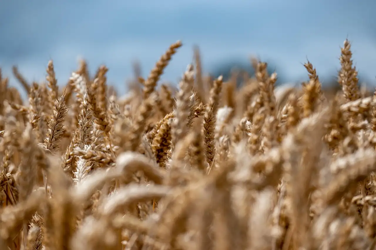 Quelles cultures les Indiens d'Amérique cultivaient-ils ?