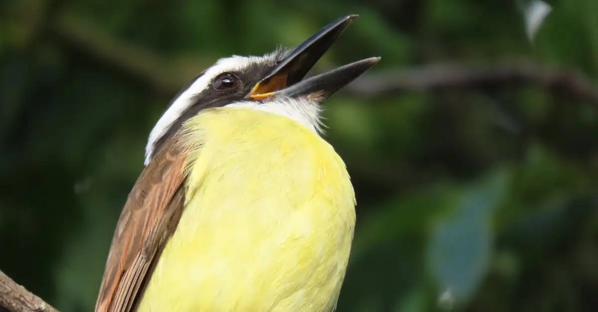 Quels oiseaux jouent un rôle clé dans la dispersion des graines ?