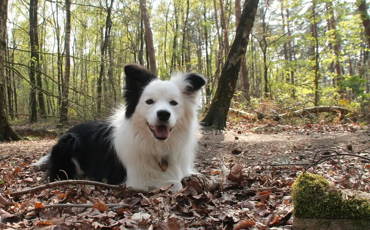 À quelle vitesse détecter l'intoxication chez un chien ?