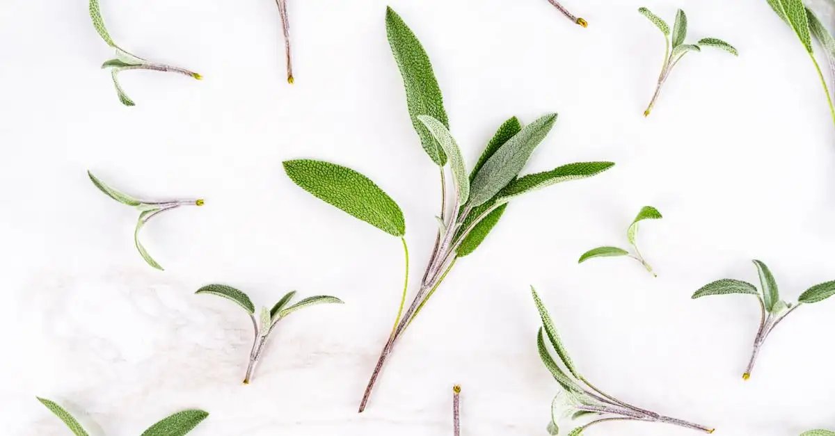 À quoi sert la sauge et quels sont ses bienfaits ?