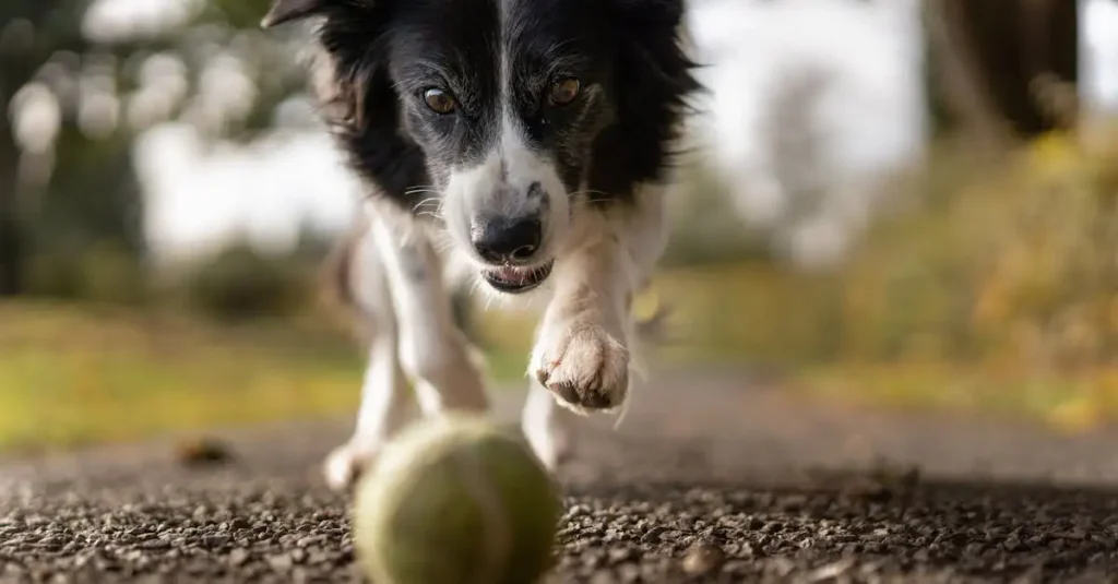 Comment la sélection artificielle a-t-elle façonné les chiens ?