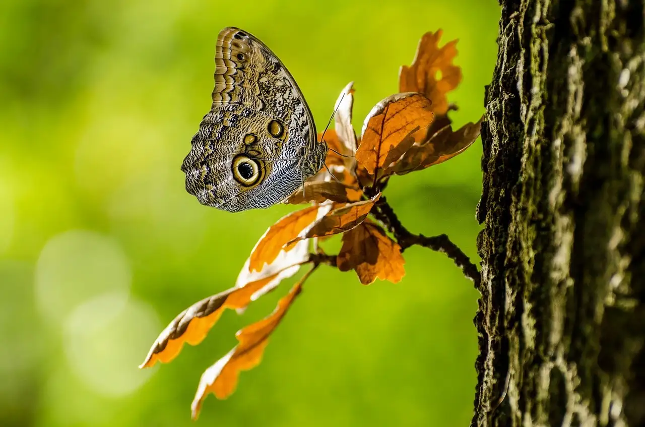 Les papillons utilisent-ils leurs ailes pour se camoufler ?