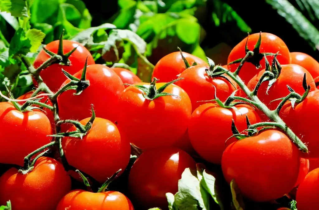 Où trouver des tomates et quels sont leurs bienfaits santé ?