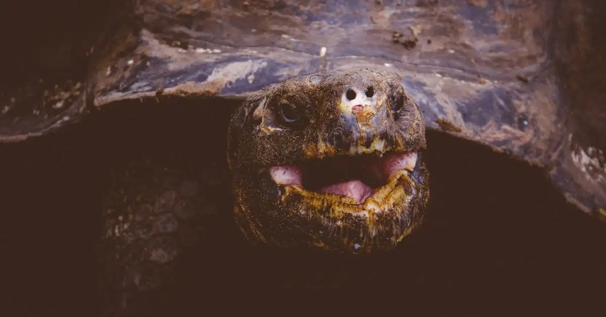 Pourquoi la reproduction des tortues est-elle si unique ?