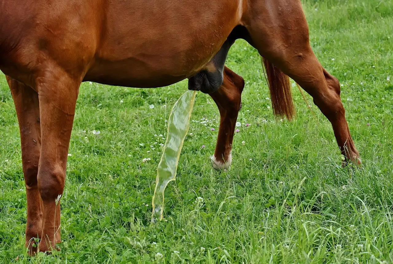 Protéines dans les urines 4.3 : Quel impact sur vos reins ?