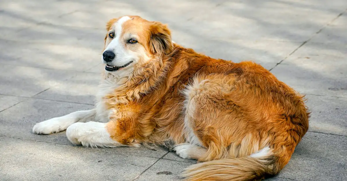 Quel chien choisir selon votre signe astrologique ?