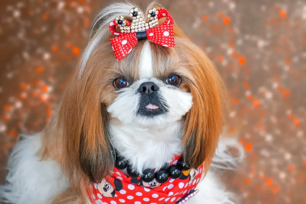 Quel est l'âge moyen d'un shih tzu en bonne santé ?