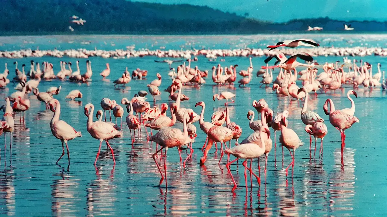 Quelle région abrite le parc national du lac Nakuru au Kenya ?