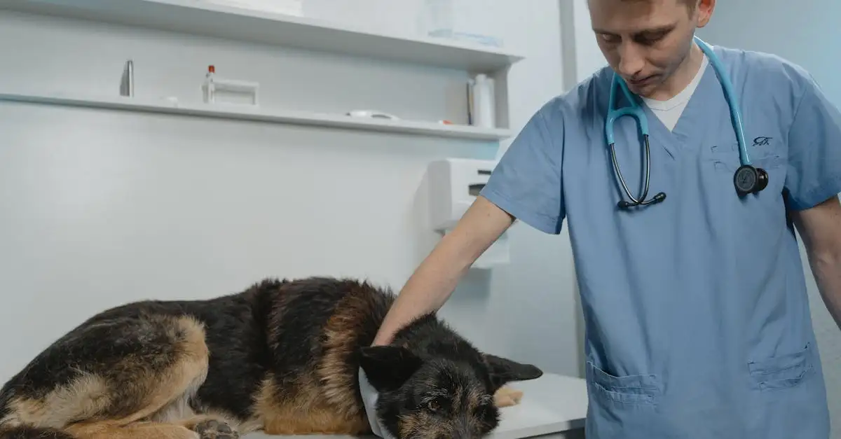 À quelle fréquence emmener votre chien chez le vétérinaire ?