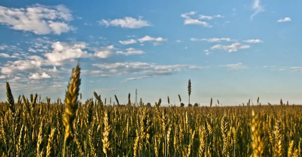 À quelle température l'herbe pousse-t-elle idéalement ?