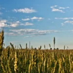 À quelle température l'herbe pousse-t-elle idéalement ?